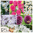 PLANT IN A BOX - Mélange de bulbes pour le jardin - Set de 125 - Allium Narcissus Muscari, Tulipa - vignette