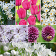 PLANT IN A BOX - Mélange de bulbes pour le jardin - Set de 125 - Allium Narcissus Muscari, Tulipa - vignette