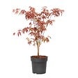 PLANT IN A BOX - Érable du Japon - Acer palmatum 'Atropurpureum' - Hauteur 60-70cm - ⌀19cm - vignette