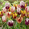 PLANT IN A BOX - Tulipe - Set de 30 - Tulipa 'Flaming Beauty Mix' - Bulbes à fleurs - vignette