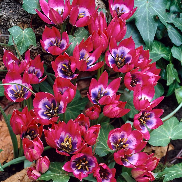 PLANT IN A BOX - Tulipe - Set de 40 - Tulipa 'Little Beauty' - Bulbes à fleurs - Rouge - large