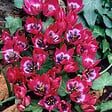 PLANT IN A BOX - Tulipe - Set de 40 - Tulipa 'Little Beauty' - Bulbes à fleurs - Rouge - vignette
