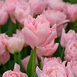 PLANT IN A BOX - Tulipe - Set de 15 - Tulipa 'Dreamer' - Bulbes à fleurs - Rose - vignette