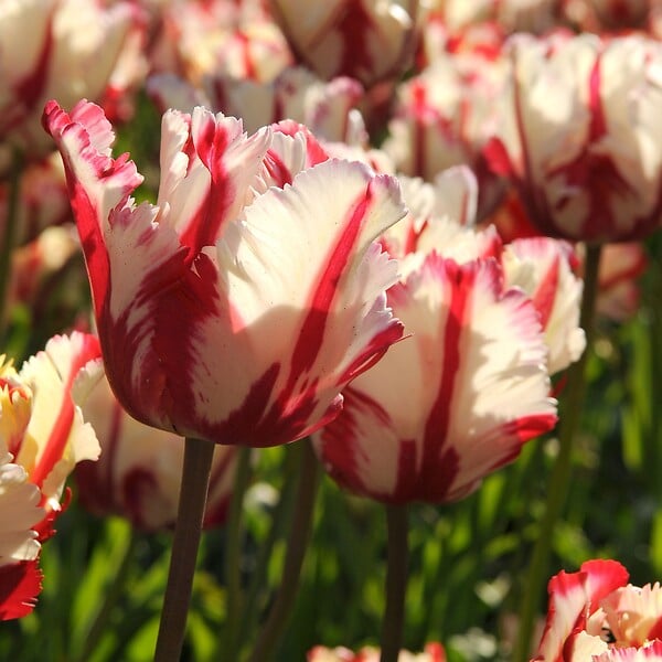 PLANT IN A BOX - Tulipe - Set de 14 - Tulipa 'Estella Rijnveld' - Bulbes à fleurs - Rouge - large