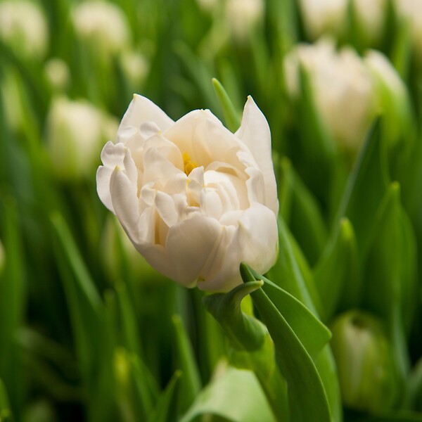 PLANT IN A BOX - Tulipe - Set de 14 - Tulipa 'Northcap' - Bulbes à fleurs - Jaune - large