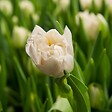 PLANT IN A BOX - Tulipe - Set de 14 - Tulipa 'Northcap' - Bulbes à fleurs - Jaune - vignette
