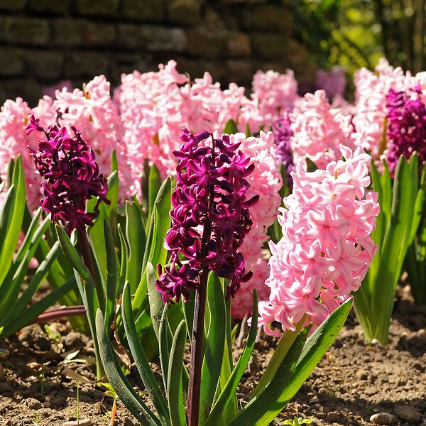 PLANT IN A BOX - Jacinthe - Set de 20 - Hyacinthus - Bulbes à fleurs - large