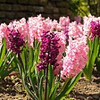 PLANT IN A BOX - Jacinthe - Set de 20 - Hyacinthus - Bulbes à fleurs - vignette