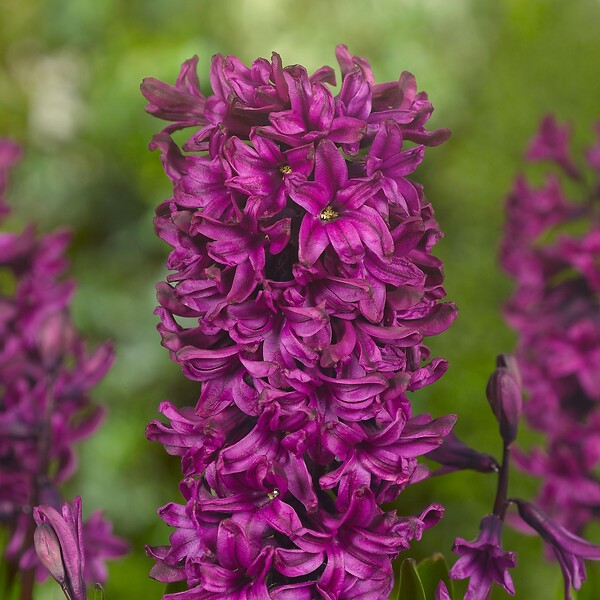 PLANT IN A BOX - Jacinthe - Set de 20 - Hyacinthus - Bulbes à fleurs - large
