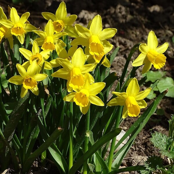PLANT IN A BOX - Narcisse - Set de 50 - Narcissus 'Tête-à-Tête' - Bulbes à fleurs - Jaune - large