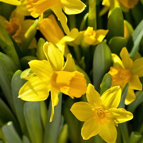 PLANT IN A BOX - Narcisse - Set de 50 - Narcissus 'Tête-à-Tête' - Bulbes à fleurs - Jaune - large