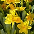 PLANT IN A BOX - Narcisse - Set de 50 - Narcissus 'Tête-à-Tête' - Bulbes à fleurs - Jaune - vignette