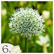 PLANT IN A BOX - Ail - Set de 6 - Allium 'Mount Everest' - Bulbes à fleurs - Blanc - vignette