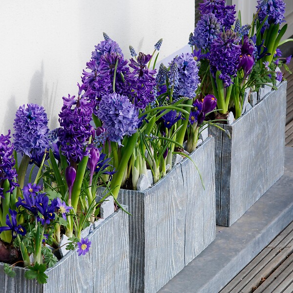 PLANT IN A BOX - Jacinthe - Set de 25 - Hyacinthus 'Blue Trophy' - Bulbes à fleurs - Bleu - large