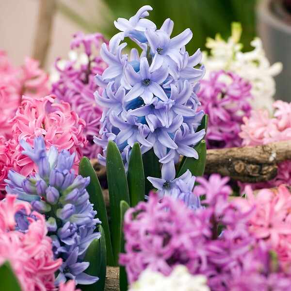 PLANT IN A BOX - Jacinthe - Set de 10 - Hyacinthus - Bulbes à fleurs - large