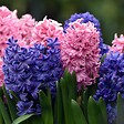 PLANT IN A BOX - Jacinthe - Set de 10 - Hyacinthus - Bulbes à fleurs - vignette