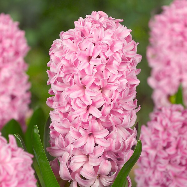 PLANT IN A BOX - Jacinthe - Set de 10 - Hyacinthus - Bulbes à fleurs - large
