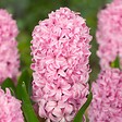PLANT IN A BOX - Jacinthe - Set de 10 - Hyacinthus - Bulbes à fleurs - vignette