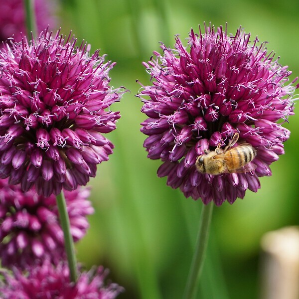 PLANT IN A BOX - Mélange de bulbes pour le jardin - Set de 125 - Allium Narcissus Muscari, Tulipa - large