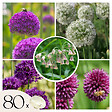 PLANT IN A BOX - Mélange de bulbes Ail - Set de 80 - Allium - Bulbes à fleurs - vignette