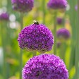 PLANT IN A BOX - Mélange de bulbes Ail - Set de 80 - Allium - Bulbes à fleurs - vignette