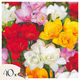 PLANT IN A BOX - Freesia parfumée - Set de 40 - Freesia Mix - Bulbes à fleurs - vignette