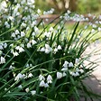 PLANT IN A BOX - Nivéole d'été - Set de 20 - Leucojum aestivum - Bulbes à fleurs - Blanc - vignette