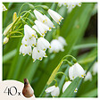 PLANT IN A BOX - Nivéole d'été - Set de 40 - Leucojum aestivum - Bulbes à fleurs - Blanc - vignette