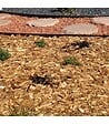 RACINE - Paillage biodégradable plaquettes forestières bois 48 sacs de 50l pour 48m2 - vignette
