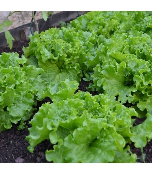 RACINE - Terreau potager avec engrais organique, sac de 50 l - PRO218 - large
