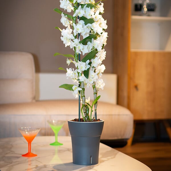 GT GARDEN - Lot de 3 pots pour orchidées avec réserve d'eau - Dali-dea gris foncé 2 litres - large