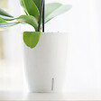 GT GARDEN - Lot de 3 pots pour orchidées avec réserve d'eau - Orchidea blanc 2 litres - vignette