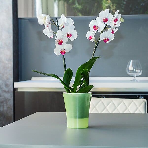 GT GARDEN - Lot de 3 pots pour orchidées avec réserve d'eau - Arte-dea vert clair transparent 2 litres - large