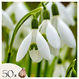 PLANT IN A BOX - Perce-neige - Set de 50 - Galanthus elwesii - Bulbes à fleurs - Blanc - vignette