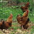 VOUNOT - Grillage a poule avec fils 25mm en PVC gaine vert 1x50M - vignette