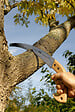 BAHCO - Scie vigneron 4212-280 mm BAHCO - 4212-11-6T - vignette
