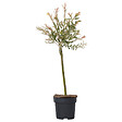 PLANT IN A BOX - Saule crevette - Salix integra 'Flamingo' - Hauteur 60-80cm - Pot 17cm - vignette