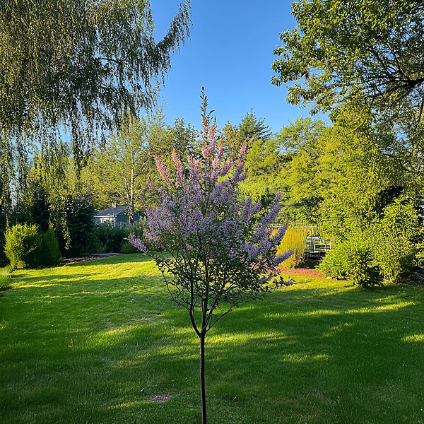 PLANT IN A BOX - Saule crevette - Salix integra 'Flamingo' - Hauteur 60-80cm - Pot 17cm - large