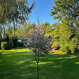 PLANT IN A BOX - Saule crevette - Salix integra 'Flamingo' - Hauteur 60-80cm - Pot 17cm - vignette