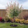 PLANT IN A BOX - Saule crevette - Salix integra 'Flamingo' - Hauteur 60-80cm - Pot 17cm - vignette