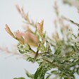 PLANT IN A BOX - Saule crevette - Salix integra 'Flamingo' - Hauteur 60-80cm - Pot 17cm - vignette
