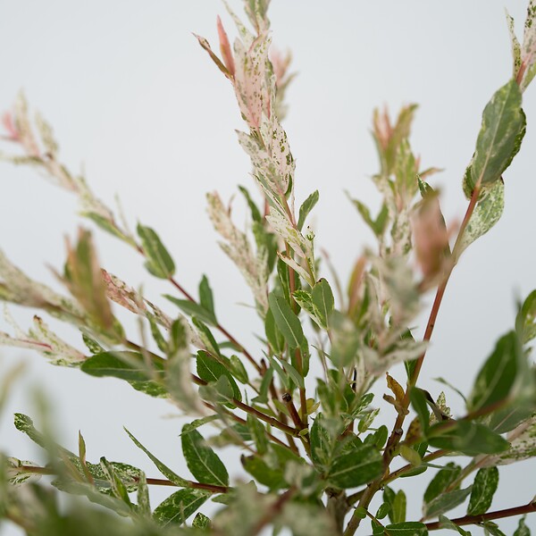 PLANT IN A BOX - Saule crevette - Salix integra 'Flamingo' - Hauteur 60-80cm - Pot 17cm - large