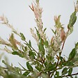 PLANT IN A BOX - Saule crevette - Salix integra 'Flamingo' - Hauteur 60-80cm - Pot 17cm - vignette