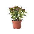 PLANT IN A BOX - Arbre à jade - Crassula ovata - Hauteur 15-25cm - Pot 12cm - vignette