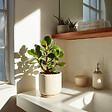 PLANT IN A BOX - Arbre à jade - Crassula ovata - Hauteur 15-25cm - Pot 12cm - vignette