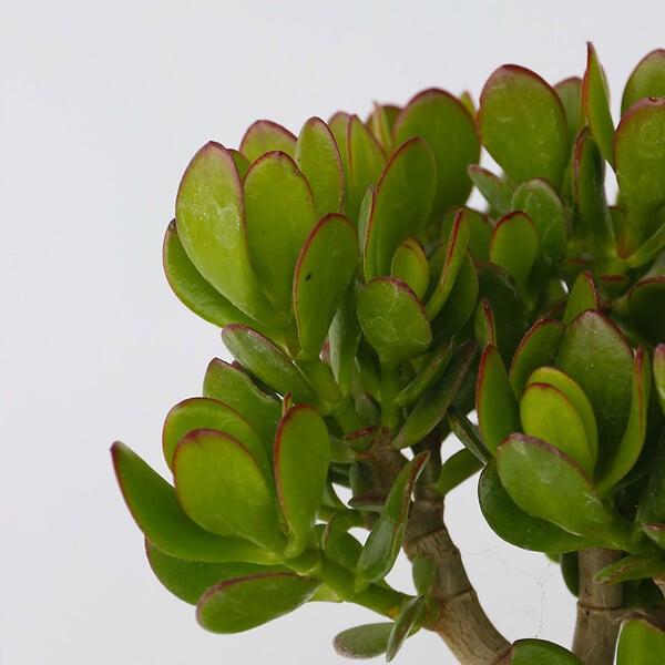 PLANT IN A BOX - Arbre à jade - Crassula ovata - Hauteur 15-25cm - Pot 12cm - large