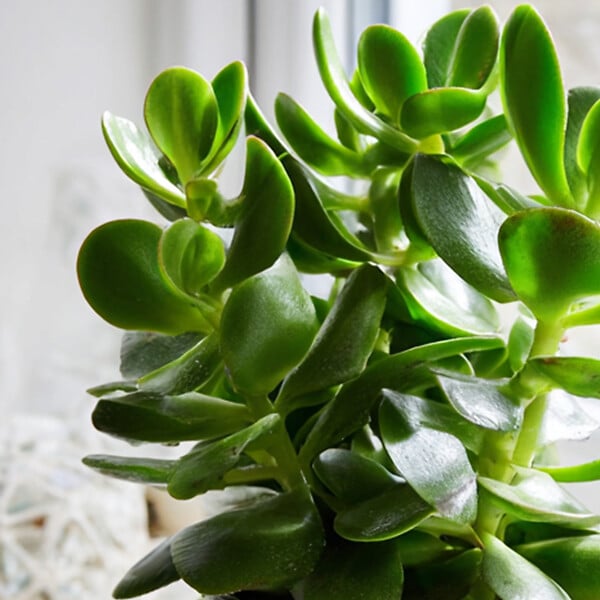 PLANT IN A BOX - Arbre à jade - Crassula ovata - Hauteur 15-25cm - Pot 12cm - large