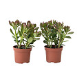 PLANT IN A BOX - Arbre à jade - Lot 2 - Crassula ovata - Hauteur 15-25cm - Pot 12cm - vignette