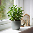 PLANT IN A BOX - Arbre à jade - Lot 2 - Crassula ovata - Hauteur 15-25cm - Pot 12cm - vignette