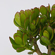 PLANT IN A BOX - Arbre à jade - Lot 2 - Crassula ovata - Hauteur 15-25cm - Pot 12cm - vignette